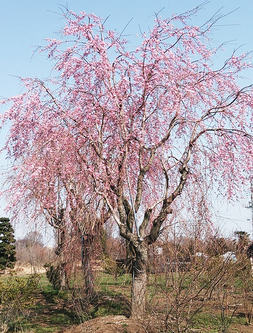 画像：枝垂れ桜