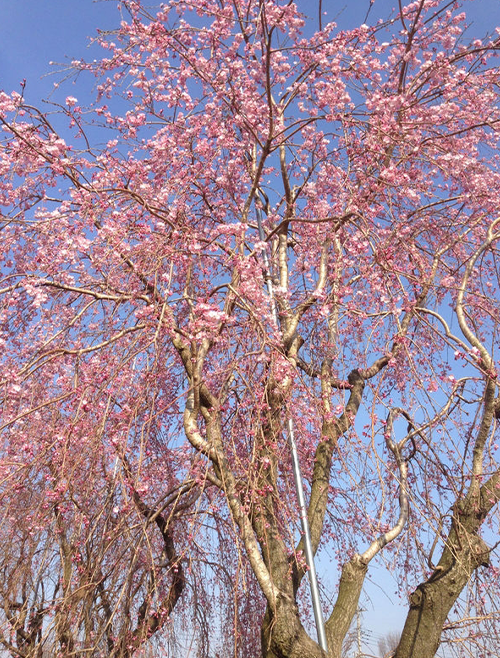 画像：枝垂れ桜