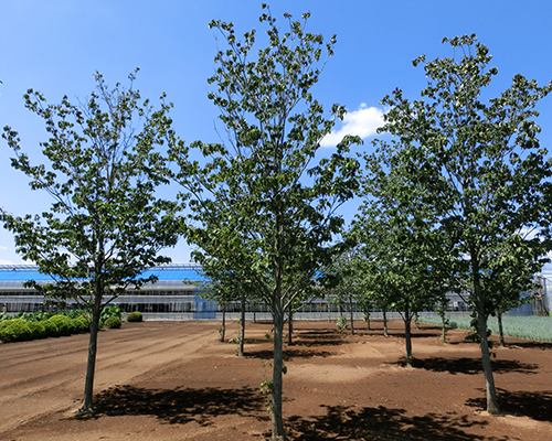 画像：ハナミズキ圃場