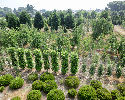 画像：各種樹木圃場